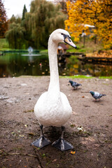 white swans in a city park on a pond