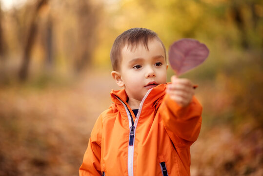 Little toddler boy in orange jacket standing in park and looking with interest at purple fallen leaf. Autumn trees and brown foliage in background. Seasonal outdoor leisure and activities concept