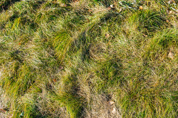 Green and yellow grass in bright sun view from above.