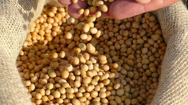 Freshly harvested soybean grains, close up hands of farmer shows soybeans in jute sack, slow motion