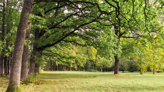Old manor park with oak alley and grassland.