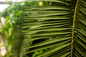 closeup nature view of green leaf and palms background. Flat lay, dark nature concept, tropical leaf