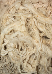 
texture image of sheep wool