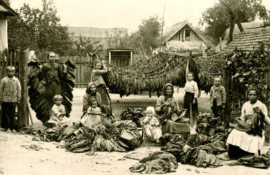 1890's Tobacco Farm With Women and Children Workers Antique Photo