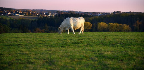 Einsame wei&szlig;e Kuh beim Grasen auf einer Koppel