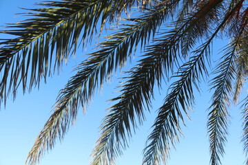 Palmiye Ağacı Yaprakları 
