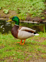 duck on the water