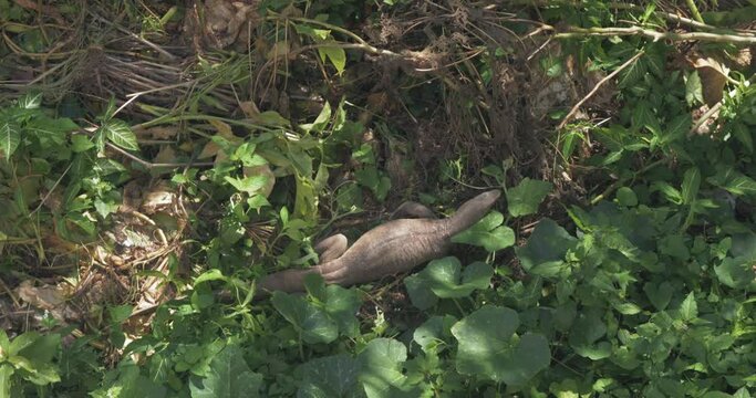 Water monitor lizard - Varanus salvator - in Sri Lanka