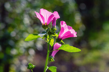 Purple Lavatera trimestris flower on a blurry background, back light.