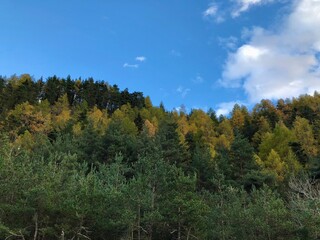 Fototapeta na wymiar bosco in autunno