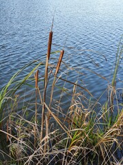 Cattail (Typha) characterized by its cigar-like flowers growing on the lake shore