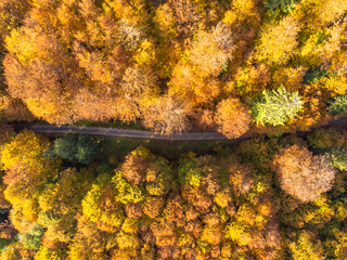 Fall forest landscape with rural road view from above. Colorful nature background. Autumn forest aerial drone view.Idyllic fall scenery from a birds eye view.Trees with yellow and orange leaves.