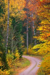Panele Szklane  Kręta droga wiejska przez las bukowy. Potężne pnie drzew, żółte, czerwone, pomarańczowe liście. Idylliczny jesienny krajobraz. Sezon jesienny, ekologia, przyroda, ekoturystyka, rekreacja, nordic walking. Niemcy