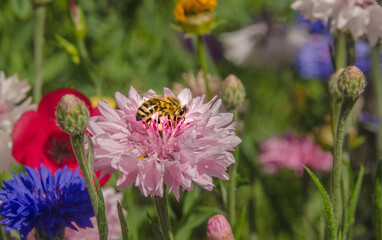 Eine Bine auf einer Kornblume 
