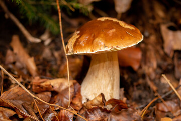Steinpilz