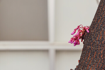 pink flowers on a tree trunk outside a window