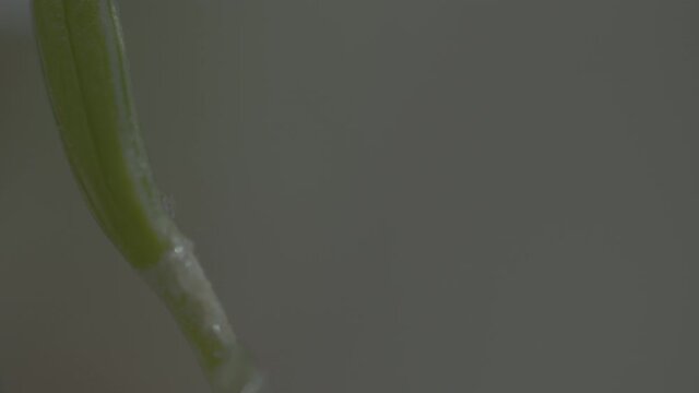 Water Slow Motion Droplet and Flow over Plant