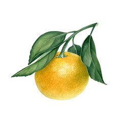 Watercolor hand drawn tangerine fruit with branch and leaves. Can be ued as print, postcard, invitation, label, greeting card, sticker, tatoo, book or magazine illustration.