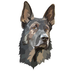 German Shepherd. Portrait of a dog. Vector illustration, drawing.