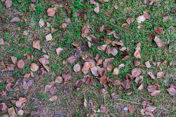 Green grass on a sunny day, top view.