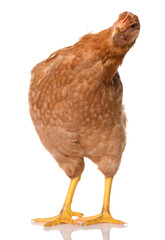one brown chicken isolated on white background, studio shoot