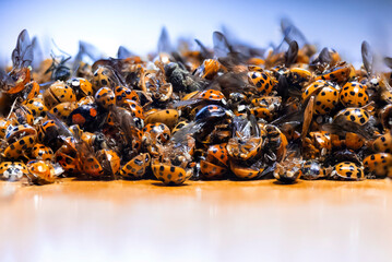 extermination of the species of Asian ladybug