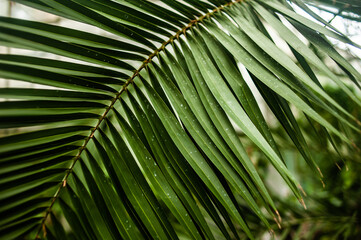 closeup nature view of green leaf and palms background. Flat lay, dark nature concept, tropical leaf