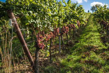 Weinberg vor der Ernte