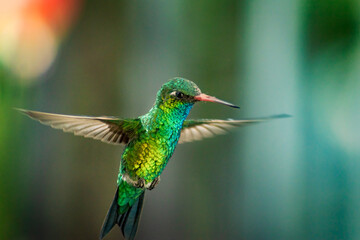hummingbird in flight