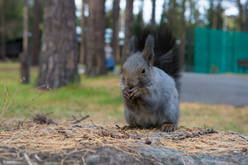 Wild Siberian gray squirrel in the forest.