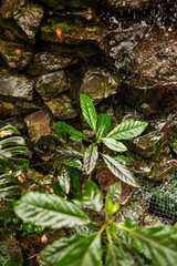 Autumn park background details