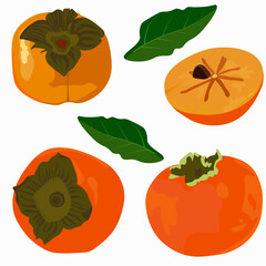 Persimmon vector stock illustration. Set of ripe fruits orange sugar sweet fruits. Close up of fresh kaki. Traditional winter dish. Isolated on a white background.