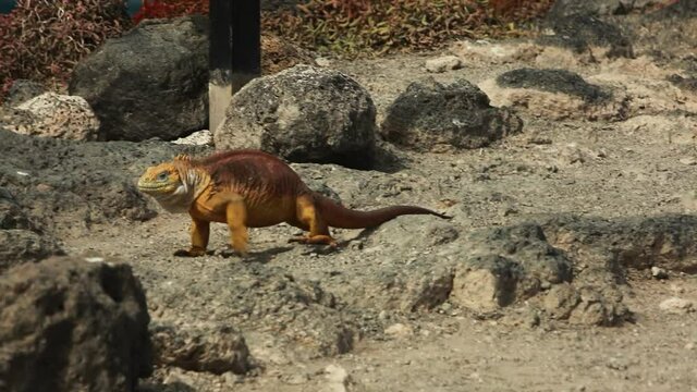 Galapagos Land Iguana Walking Across Ground On South Plaza Island. Follow Shot