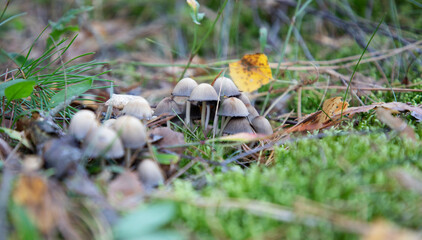 Mushroom in forest. Autumn forest mushroom. Mushroom. Mushroom in autumn forest