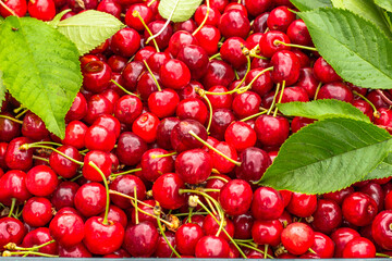 Close up of pile of ripe cherries with stalks and leaves. Large collection of fresh red cherries. Ripe cherries background.Healthy juicy food.Harvest of red cherries on a market stall.Fruit background