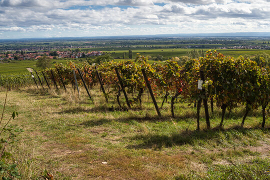 Rheinebene Bilder Durchsuchen 2,861 Archivfotos, und