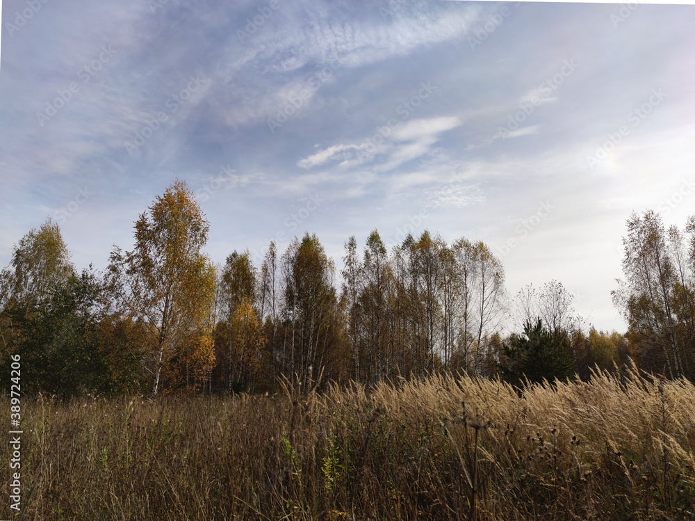 Wall mural forest in the morning