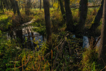 Utersky creek with color trees and meadow near Utery town in autumn evening