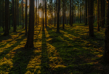 Color sunny forest with pine and spruce tree in sunset evening near Utery town