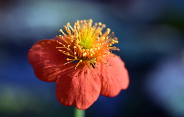 Blüte einer roten Nelkenwurz