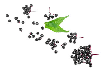 Twigs of elderberries with green leaves isolated on a white background, top view. Sambucus. Fruit black elderberry.