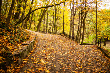 Beautiful autumn park in the city
