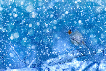 Winter season and birds. Falling snow. Blue nature background. Bird: Robin.