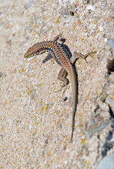 lizard basking in the sun