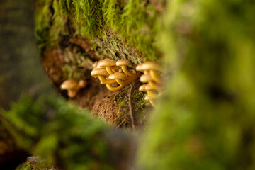 Goldfell-Schüppling