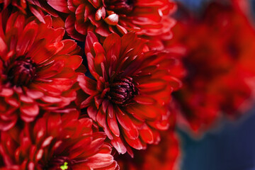 Red dahlia petals macro, floral abstract background. Close up of flowes dahlia, chrysanthemum for...