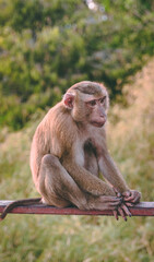 Naklejka premium macaque