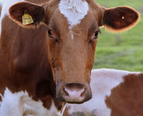 Braune Milchkuh mit weißer Blesse