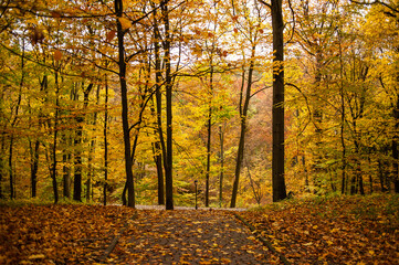 Beautiful autumn park in the city
