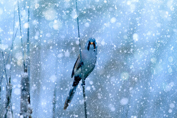 Winter season and birds. Falling snow. Blue nature background. Bird: Bearded Reedling.